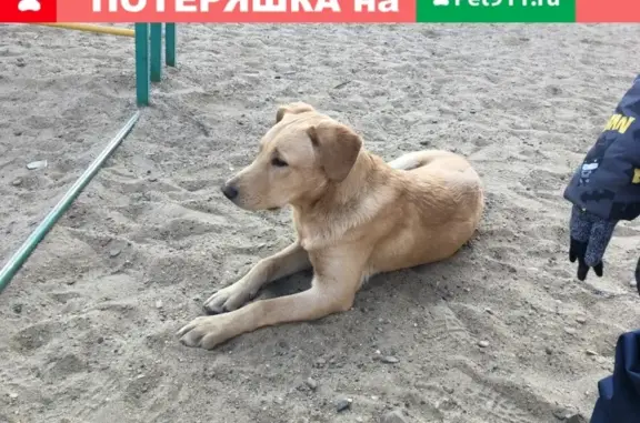 Найден упитанный пес на детской площадке в Хабаровске.