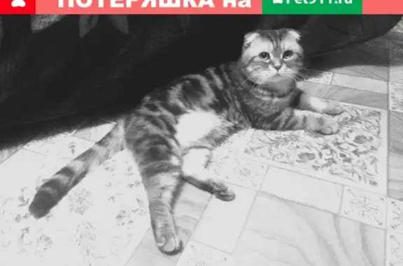 Кошки потеряшки, Юганец, фото: Потеряшка кот на ул. Парковой в Юганце