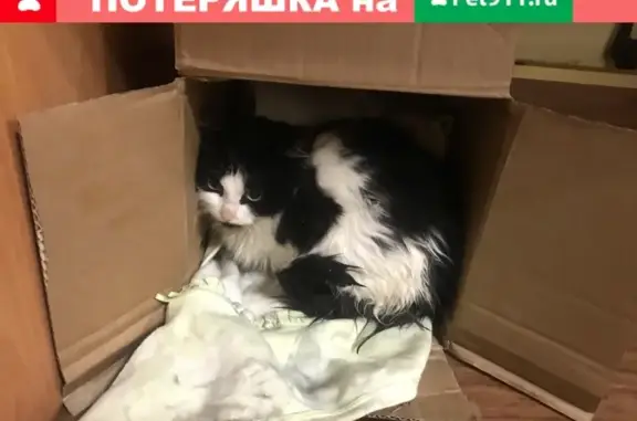 Найден котенок на ул. Ленина, д.10!