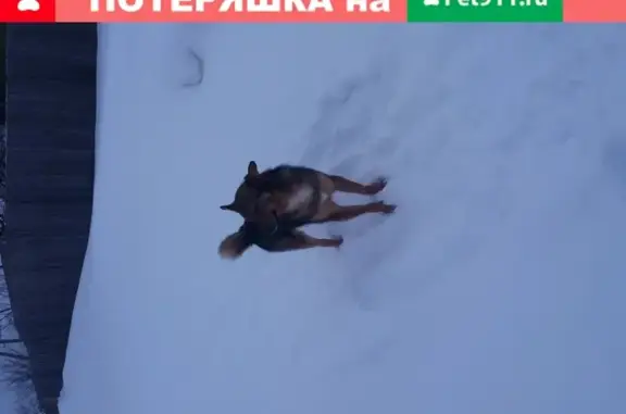 Найдена веселая собачка в Костроме, пос. Ильинское
