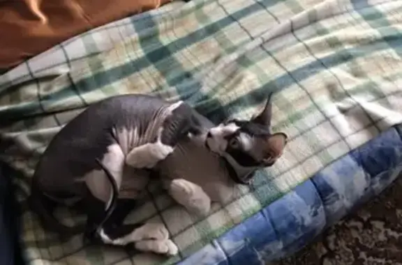 Найдена кошка, Ростов-на-Дону, фото: Молодая кошечка найдена на углу Нариманова и Нагибина в Ростове-на-Дону