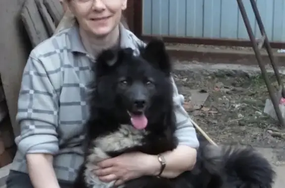 Пропала собака Мальва на улице Сакко, Кемерово