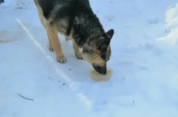Найдена собака, Голышманово, фото: Найдена собака возле офиса Югории на ул. К-Маркса 13