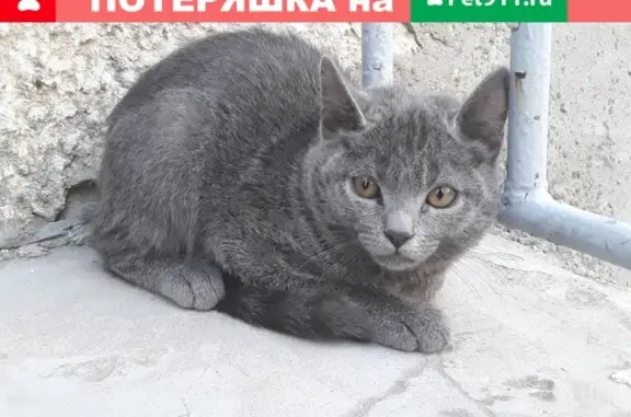 Найден котенок на ул. Гайдара, 35