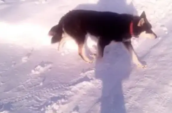 Пропала собака лайка в Рыбинске