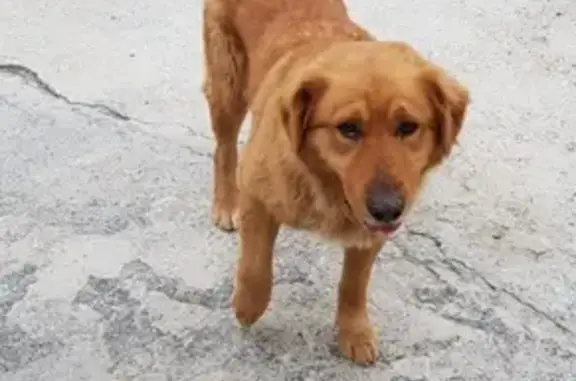 Найдена рыжая собака на улице Прохладной в Мысхако