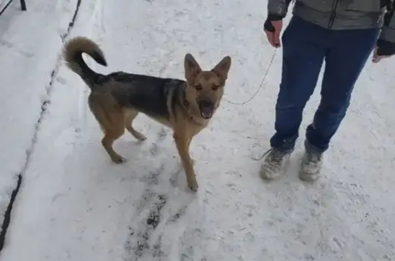 Найдена молодая собака в Красногвардейском районе
