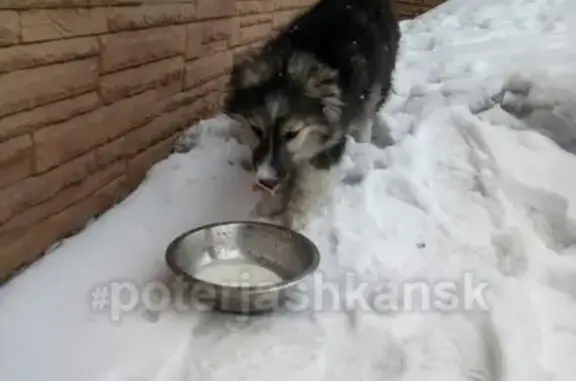 Найден добрый пёс возле дома на улице Титова