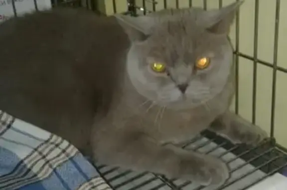 Найден кот в Красноярске на Пр. Комсомольском