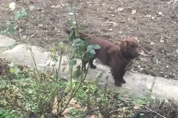 Пропала собака в Новоукраинском, Краснодарский край