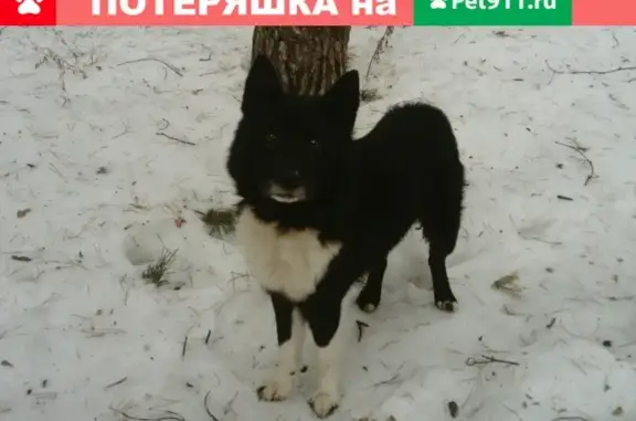 Собака найдена в п. Шибенец, контакты Елены России.