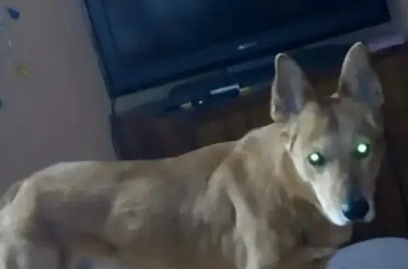 Собаки потеряшки, Москва, фото: Потеряшка собака Кузя на ул. Костякова, Москва