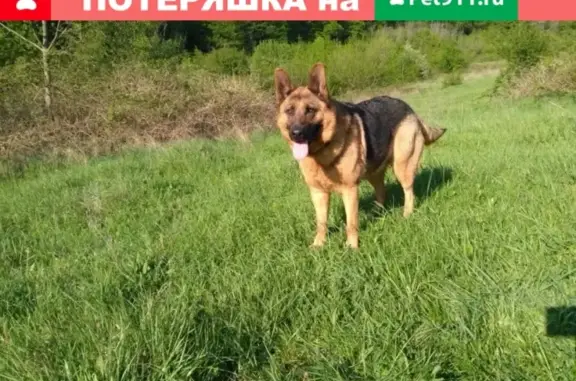 Пропала собака в п. Адербиевка, Краснодарский край