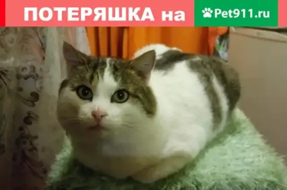 Пропал кот Шнурок в Советске, Калининградская область