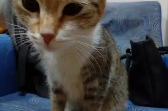 Найдена кошка в Петрозаводске, ищем хозяев!