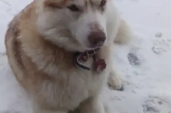 Найдена собака в Зеленогорске, СПб, Курортный район.