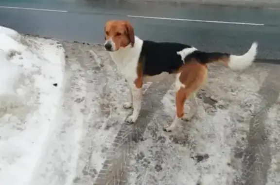 Найдена собака в Бронницах!