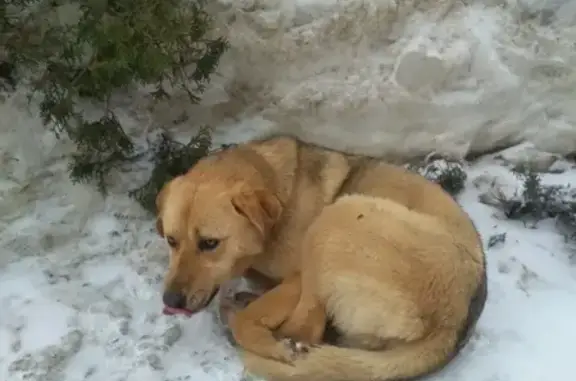 Собака найдена в Владимире