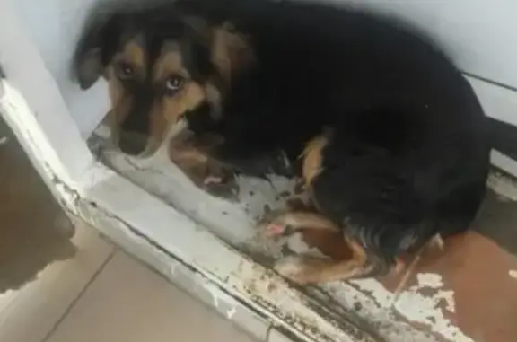 Найдена домашняя собака на Чапаева 129