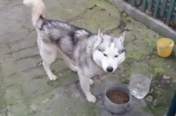 Найдена собака в Минеральных Водах на улице Красной
