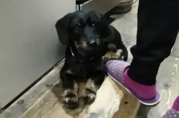 Найдена собака на станции Барышево