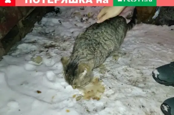 Найдена кошка на улице в Тюмени