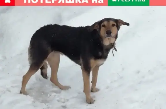 Потерялась собака в Йошкар-Оле