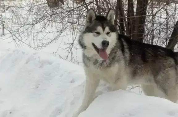 Собаки потеряшки, рабочий поселок Линёво, фото: Потеряшкаи 2 маламута в Линёво, Искитимский район