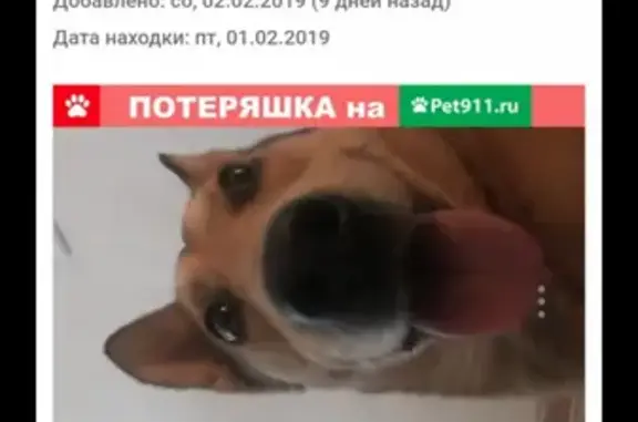 Пропала собака Грид на улице Шишкова, 146 (Воронеж)