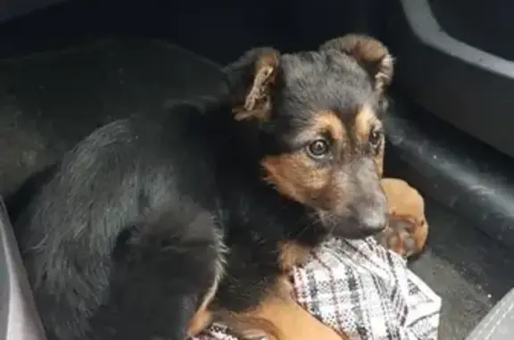 Найден щенок в Советском районе, Нижний Новгород