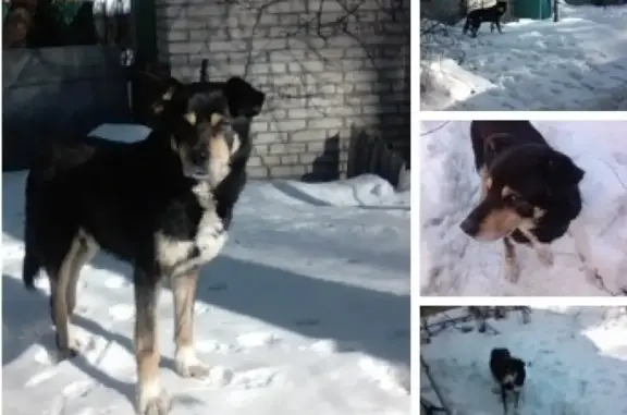 Найдена собака в Жуковском на пл.42км рязанского направления