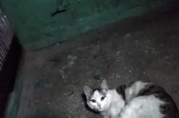 Найден котенок на ул. А. Петрова 6* в Барнауле