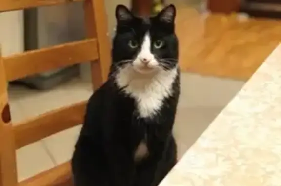 Кошки потеряшки, Нагаево, фото: Потеряшка кот без хвоста в Нагаево Премиум