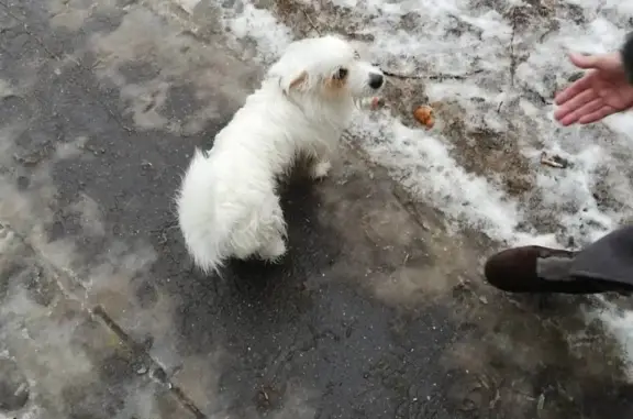 Найдена белая собака на Белореченской 3, Люблино