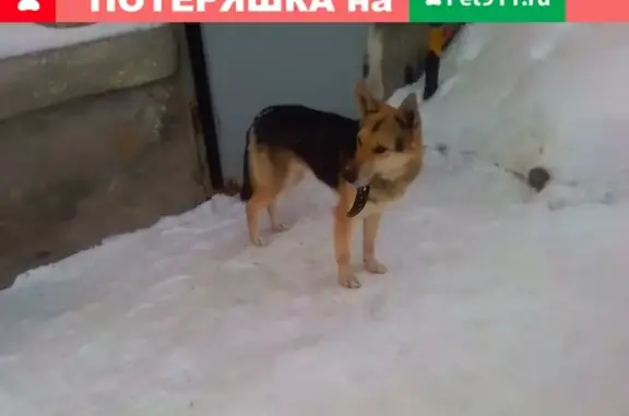 Найдена собака в д. Песчанка, ищем хозяев