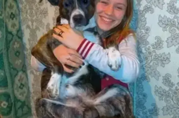 Объявления о пропавших и найденных животных, Лесной, фото: Пропала собака в хуторе Лесной, Каменский район, Ростовская область