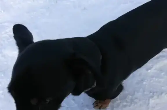 Собака с ошейником найдена в Нижнем Тагиле