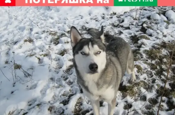 Найден пёс хаски в Железногорске