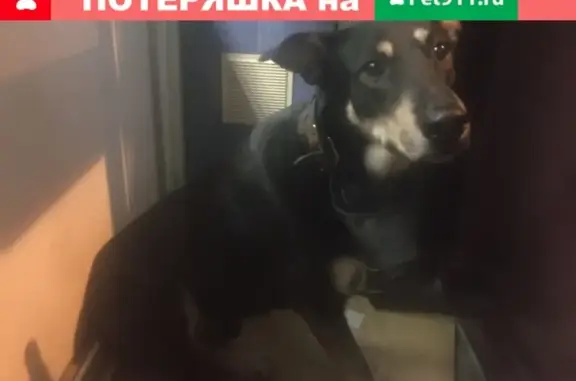 Найдена собака на Измайловском проспекте в СПб