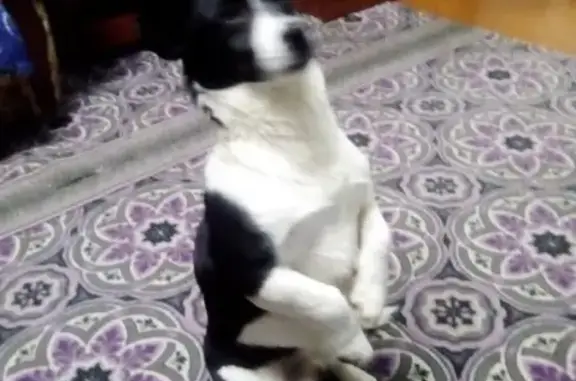 Собаки потеряшки, , фото: Потеряшка собака Рекс в Вытегре