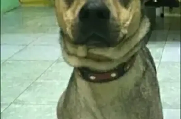 Пропала серая собака в Нижнем Тагиле