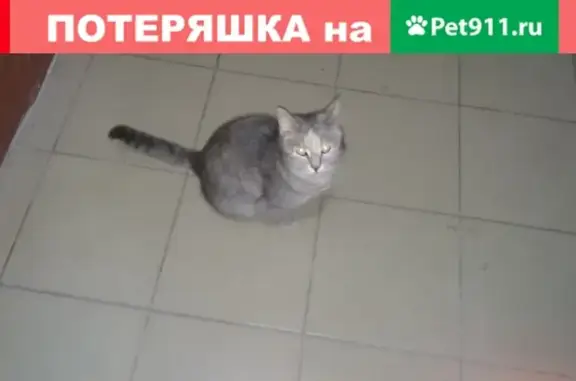 Общительная кошка найдена в Санкт-Петербурге