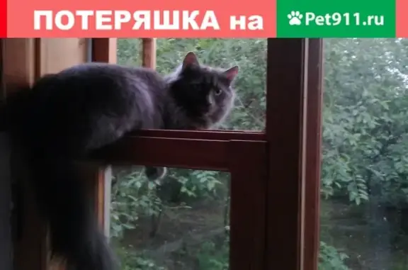 Пропала кошка Кисуля около Внуково