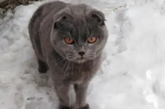 Найден кот в районе старого кладбища, Горно-Алтайск.