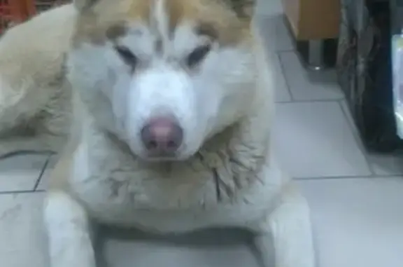 Найдена собака на ул. Габишева в Казани