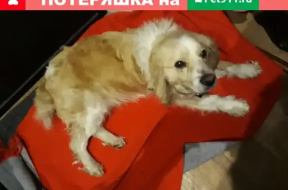 Собака на улице Труженников, Ростов-на-Дону