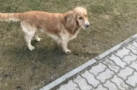 Найдена собака на ул. Аксакова, 14.