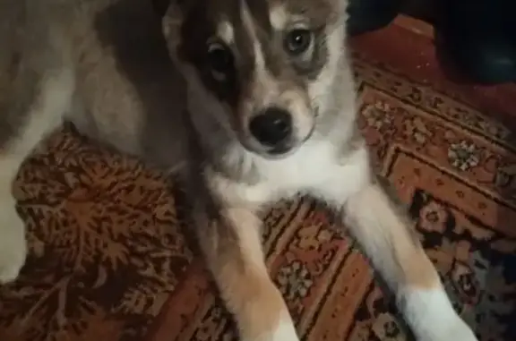 Найден щенок в Лесосибирске