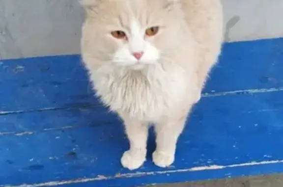 Найден кот на Ново-Садовой, 106
