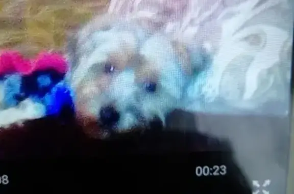 Пропала собака в Уварово, 2-й микрорайон